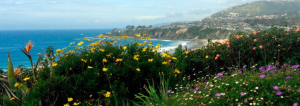 Flowers on California Coast