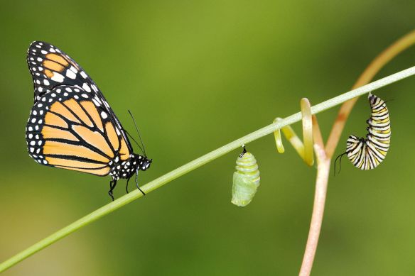 metamorphosis-monarch-butterfly